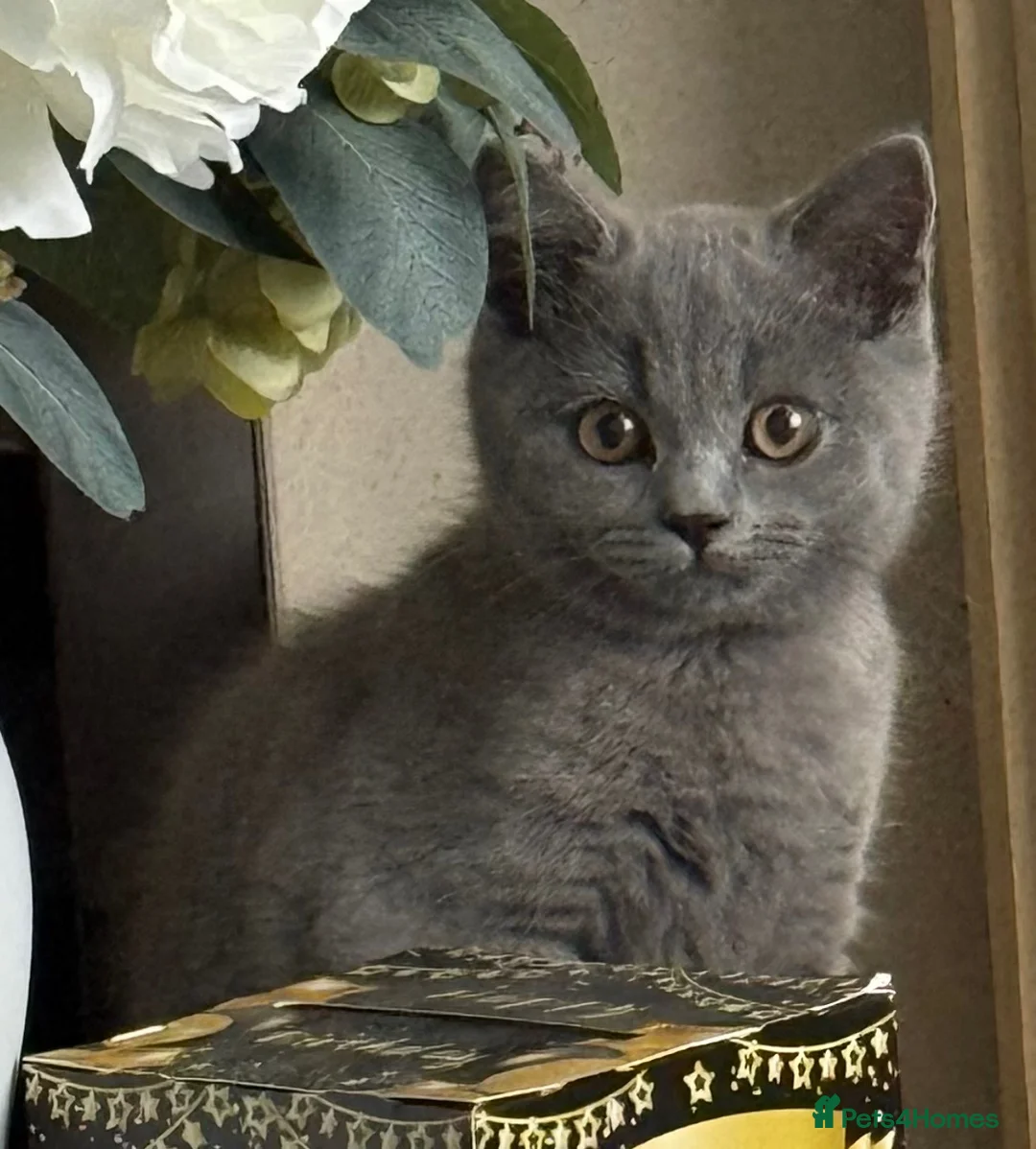 British Shorthair cats for sale: GCCF British shorthair boy “Ready now” - Advert 1