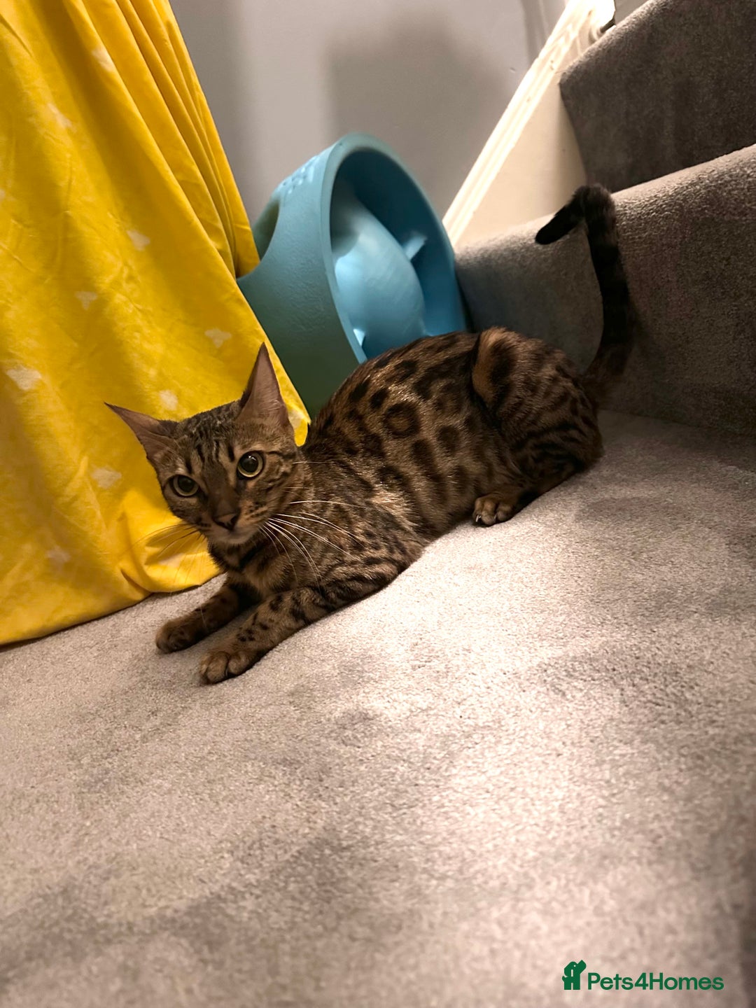 Bengal cats for sale: Pure breed bengals  - Image 3