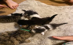 Mixed Breed cats for sale: READY NOW….Mainecoon cross Kittens (2 litters)  - Image 6