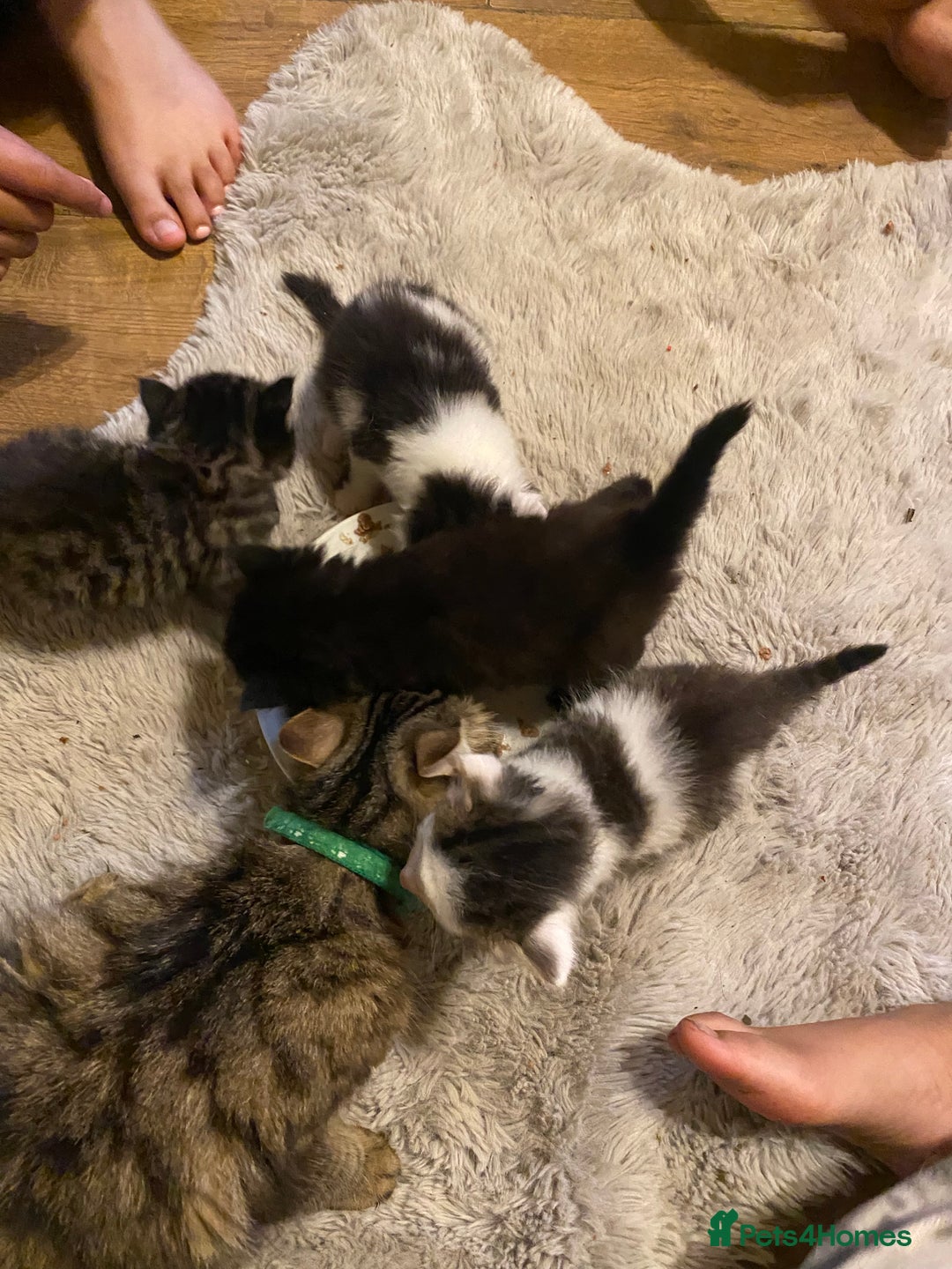 Mixed Breed cats for sale: READY NOW….Mainecoon cross Kittens (2 litters)  - Image 6