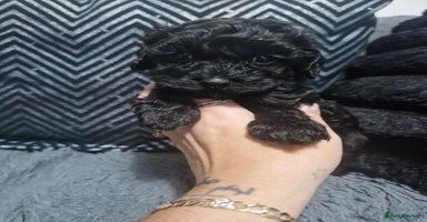 Maltipoo dogs Korean F1 Health tested Maltipoo puppies  - Advert 12