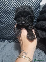 Maltipoo dogs Korean F1 Health tested Maltipoo puppies - Advert 5