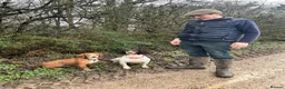 Cocker Spaniel dogs for sale: 7 month old Cocker Spaniel  in Cheltenham - Advert 2