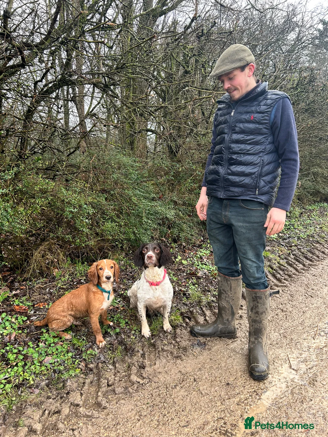 Cocker Spaniel dogs for sale: 7 month old Cocker Spaniel  in Cheltenham - Advert 2