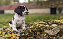 Cocker Spaniel dogs for sale: Beautiful Cocker Spaniel Puppy - Image 4