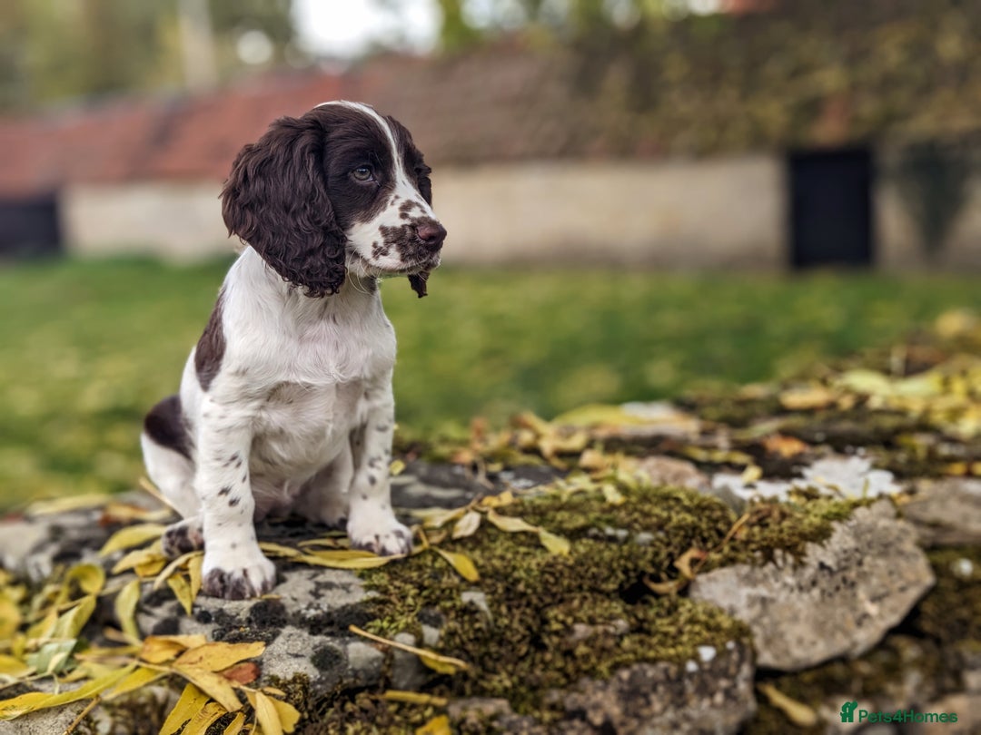 Cocker Spaniel dogs for sale: Beautiful Cocker Spaniel Puppy - Image 4