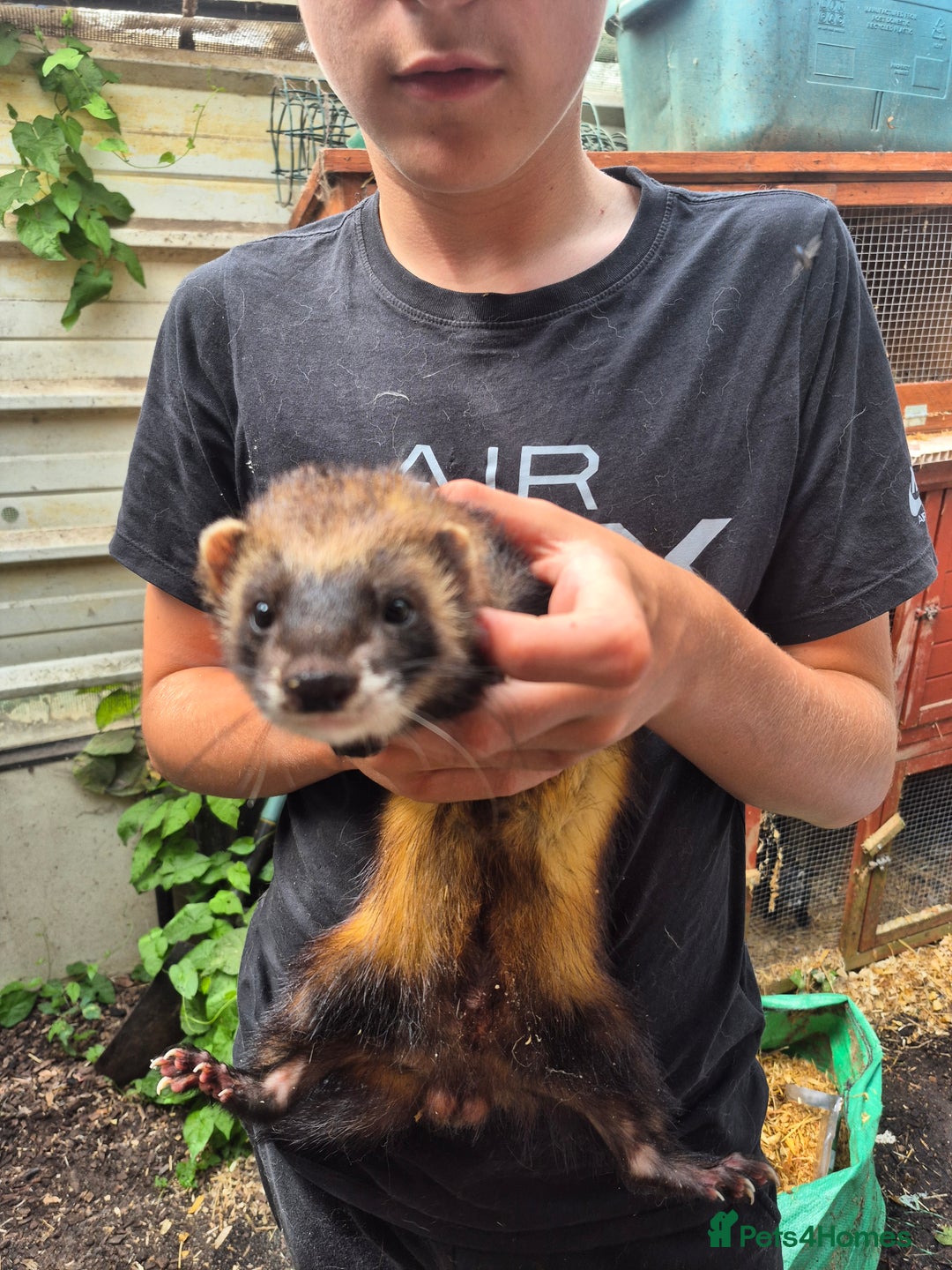 Ferret rodents for sale: Eu polcat for sale  - Image 3