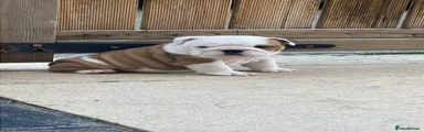 English Bulldog Puppy 2