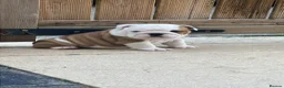 English Bulldog dogs for sale: 3 Female KC British Bulldog puppies for sale - Advert 3