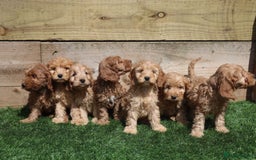 Cavapoo dogs for sale: Red & apricot health tested cavapoo puppies  - Image 9