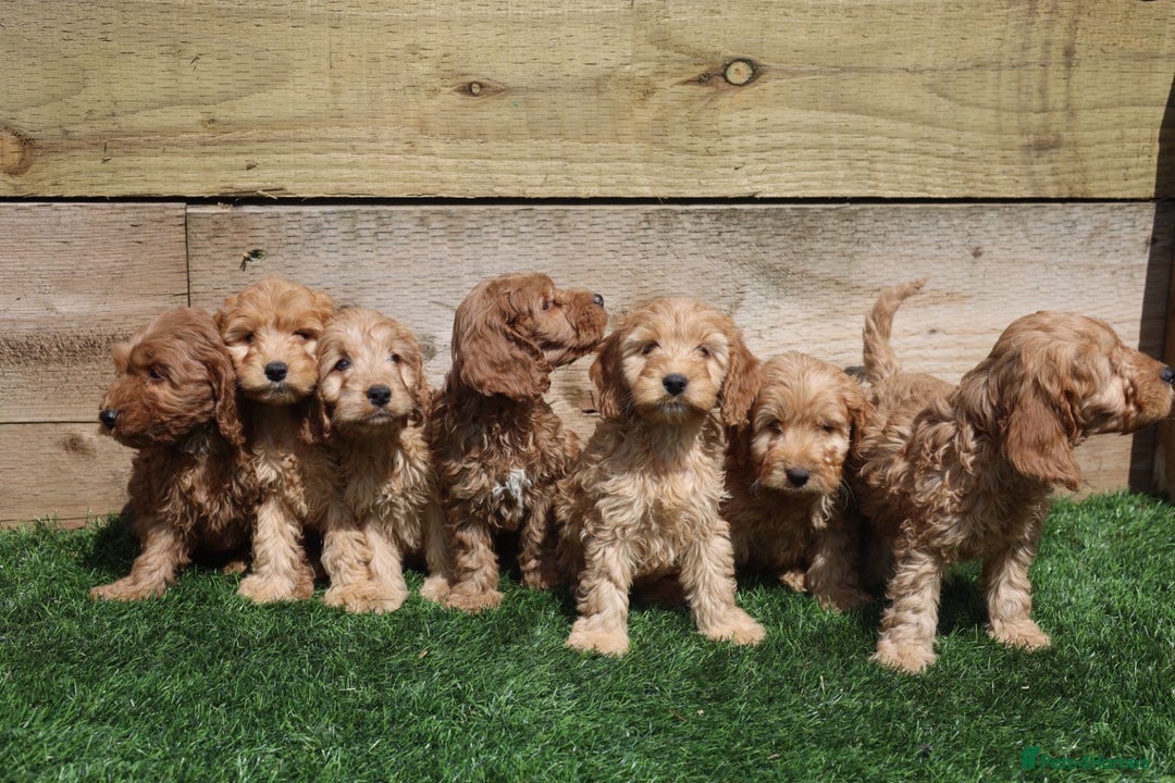 Cavapoo dogs for sale: Red & apricot health tested cavapoo puppies  - Image 9
