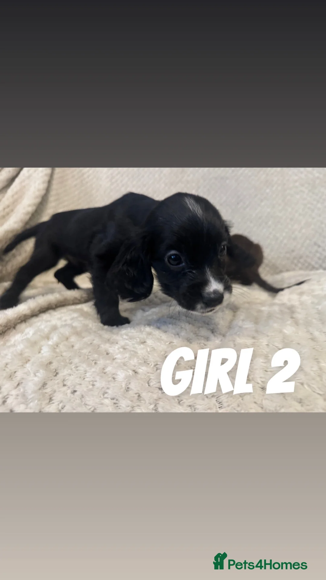 Cocker Spaniel dogs for sale: Working Cocker Spaniels in Spalding - Advert 19
