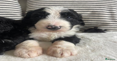 Bernedoodle dogs STUNNING DNA CLEAR F1 BERNEDOODLES - Advert 4