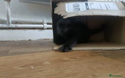 Mixed Breed cats for sale: Sweet kittens for sale - Image 15