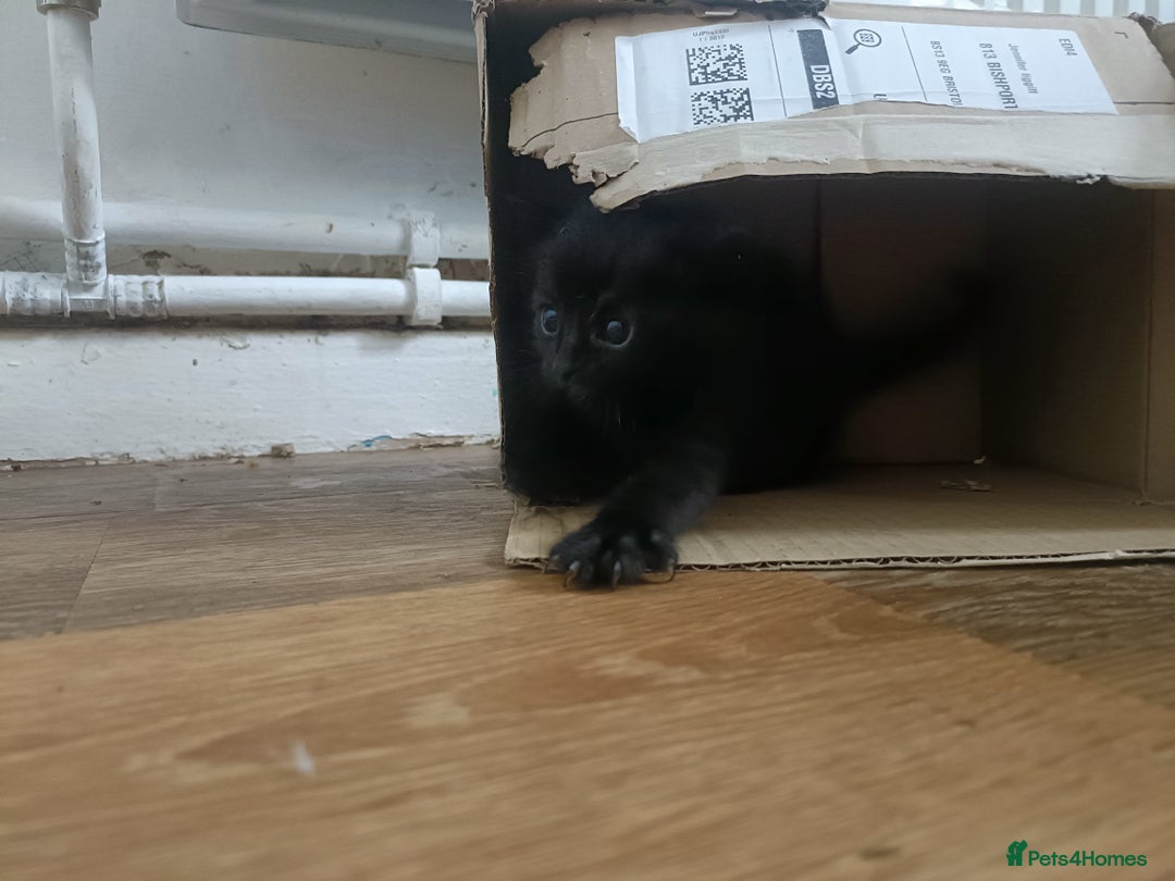 Mixed Breed cats for sale: Sweet kittens for sale - Image 15