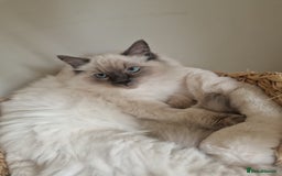 Ragdoll cats for sale: Ragdoll Kitten - Castrated  - Image 5