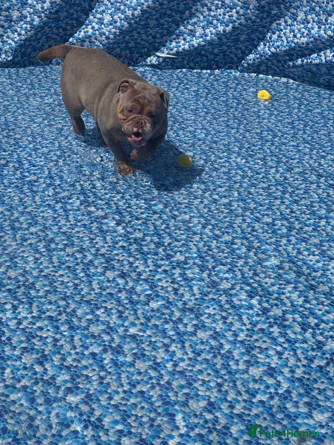 English Bulldog dogs for sale: Lovely tempered girl looking for a family home  - Advert 1