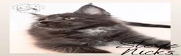 Maine Coon cats for sale: High Smoke, Smoke and Solid Pedigree Maine Coon’s - Advert 32