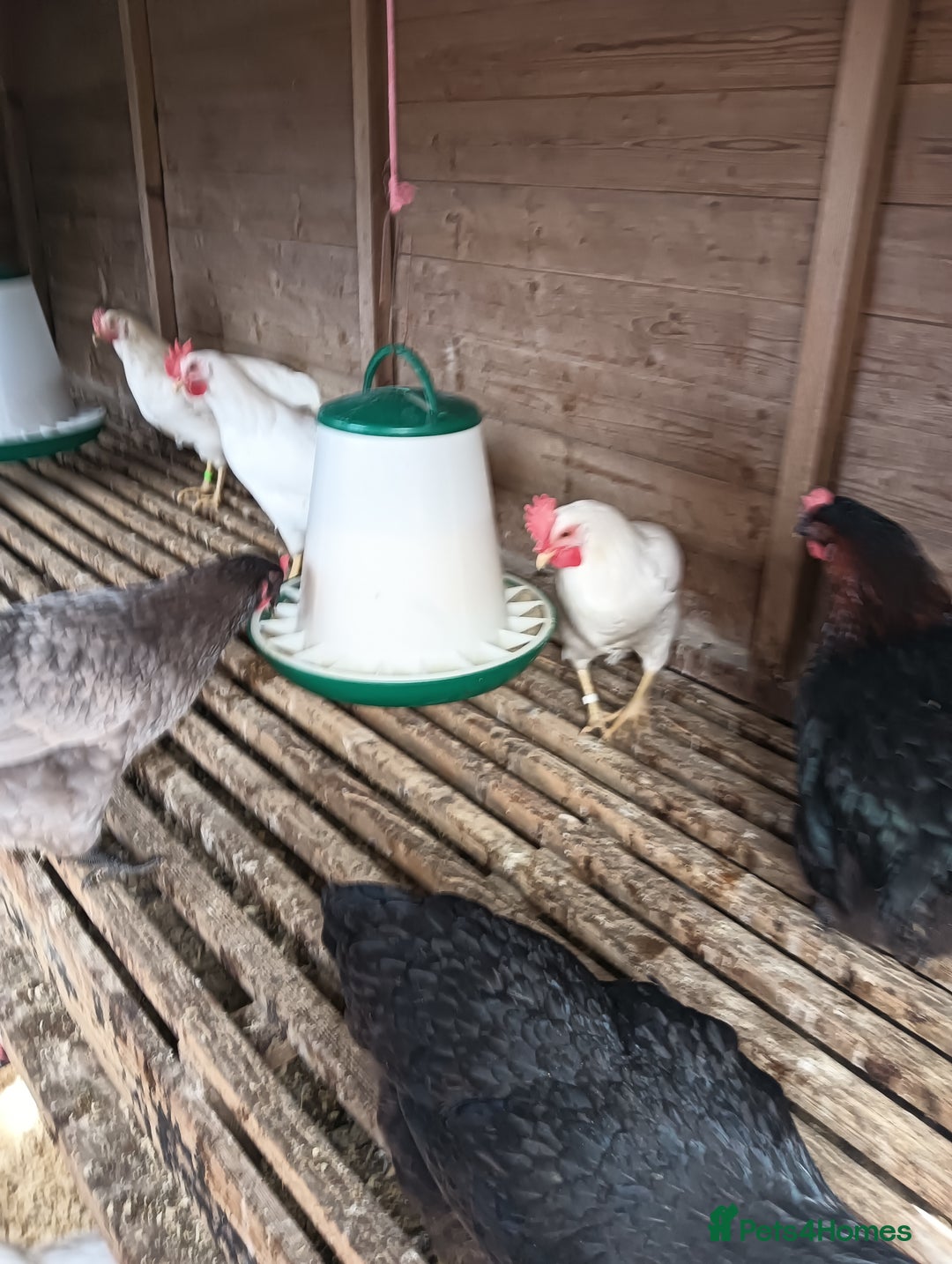 Chickens poultry for sale: POL Hybred Pullets  - Image 3