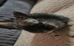 Harlequin rabbits for sale: 7 beautiful Harlequin bunnies looking for a new 🏡 - Image 16