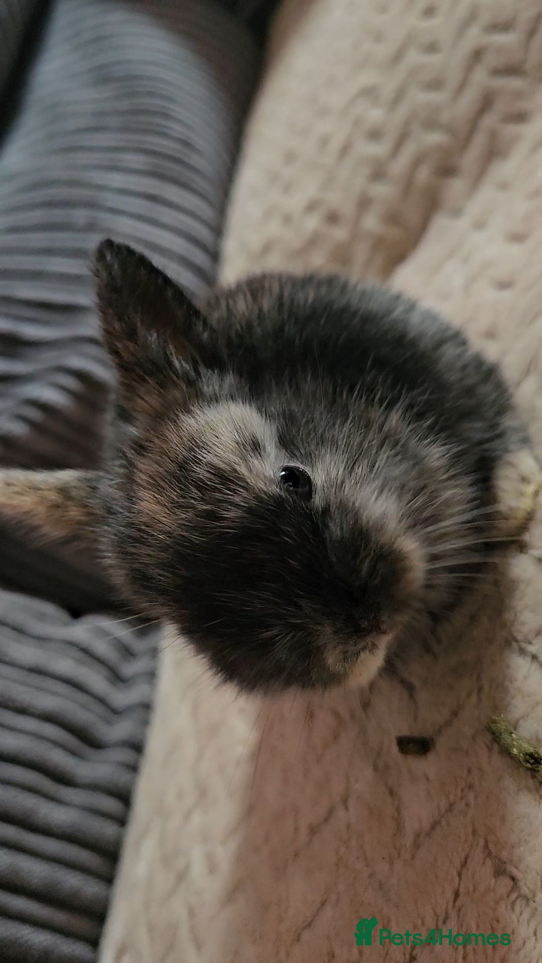 Harlequin rabbits for sale: 7 beautiful Harlequin bunnies looking for a new 🏡 - Image 16