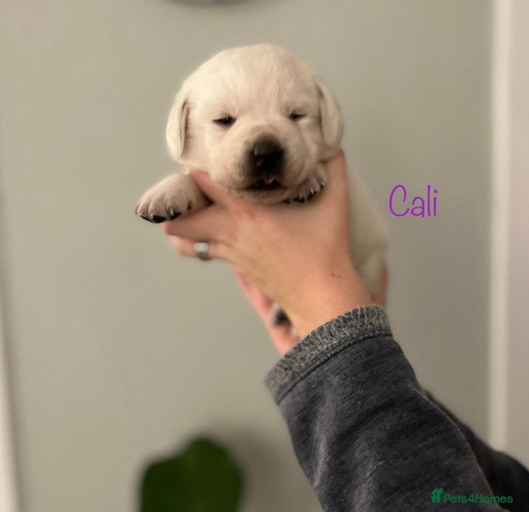 Labrador Retriever dogs for sale: Cream Labrador Retrievers !!! - Image 5
