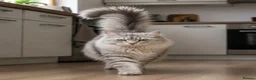Siberian cats for sale: Siberian kittens in Chesterfield - Advert 2