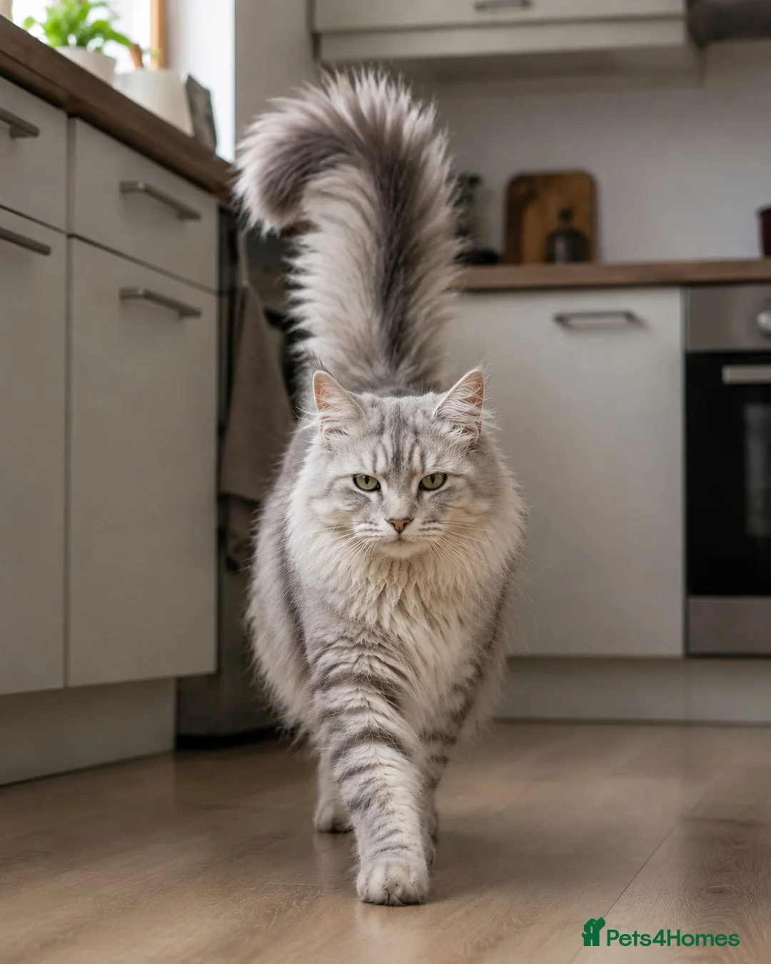 Siberian cats for sale: Siberian kittens in Chesterfield - Advert 2