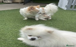 Pomeranian dogs for sale: Pomeranian puppies for sale  - Image 8