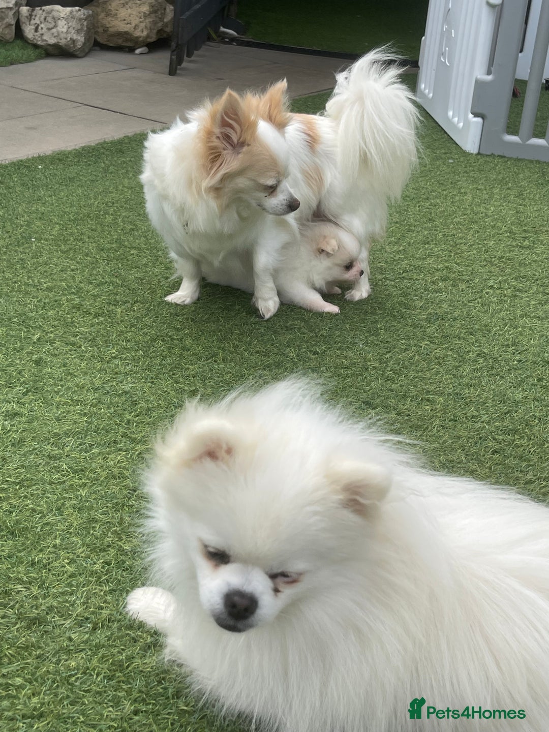 Pomeranian dogs for sale: Pomeranian puppies for sale  - Image 8