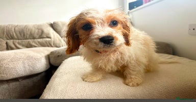 Cavapoo dogs - Advert 3