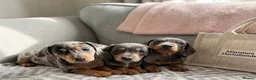 Miniature Dachshund dogs for sale: Rare Color Miniature Dachshunds-Dapple, Blue & Tan - Advert 11