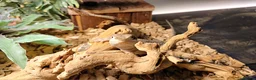 Dragon reptiles for sale: Great Rankins Male - Advert 4
