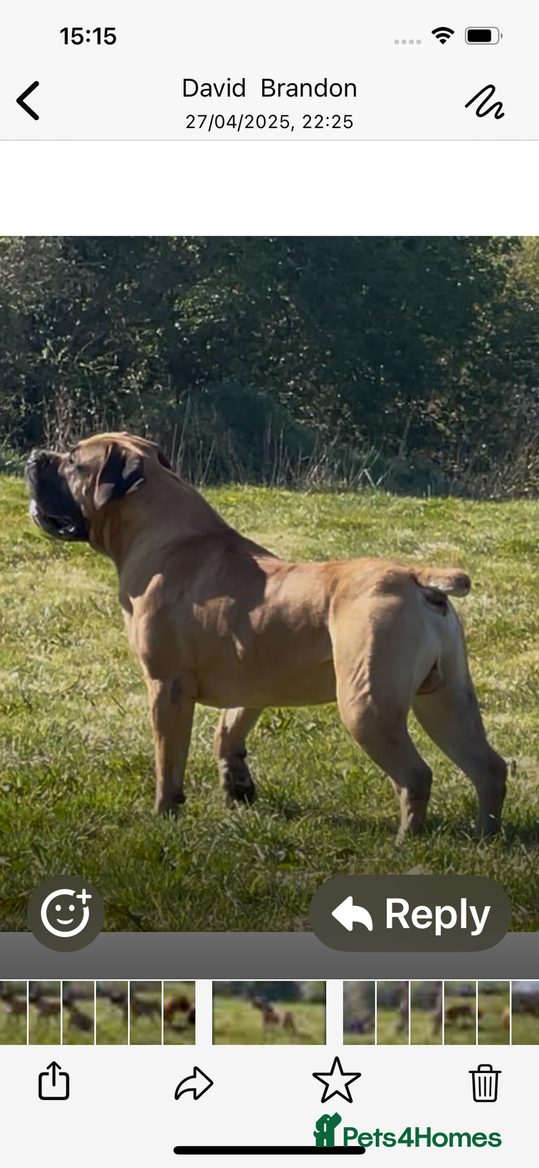Boerboel dogs for sale: SABBS registered Boerboel puppy - Advert 3