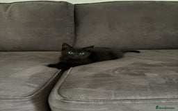 British Shorthair cats for sale: 🐾 Adorable Baby Kittens for Sale! 🐾 - Image 1