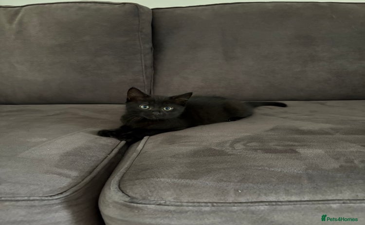 British Shorthair cats - Advert 4