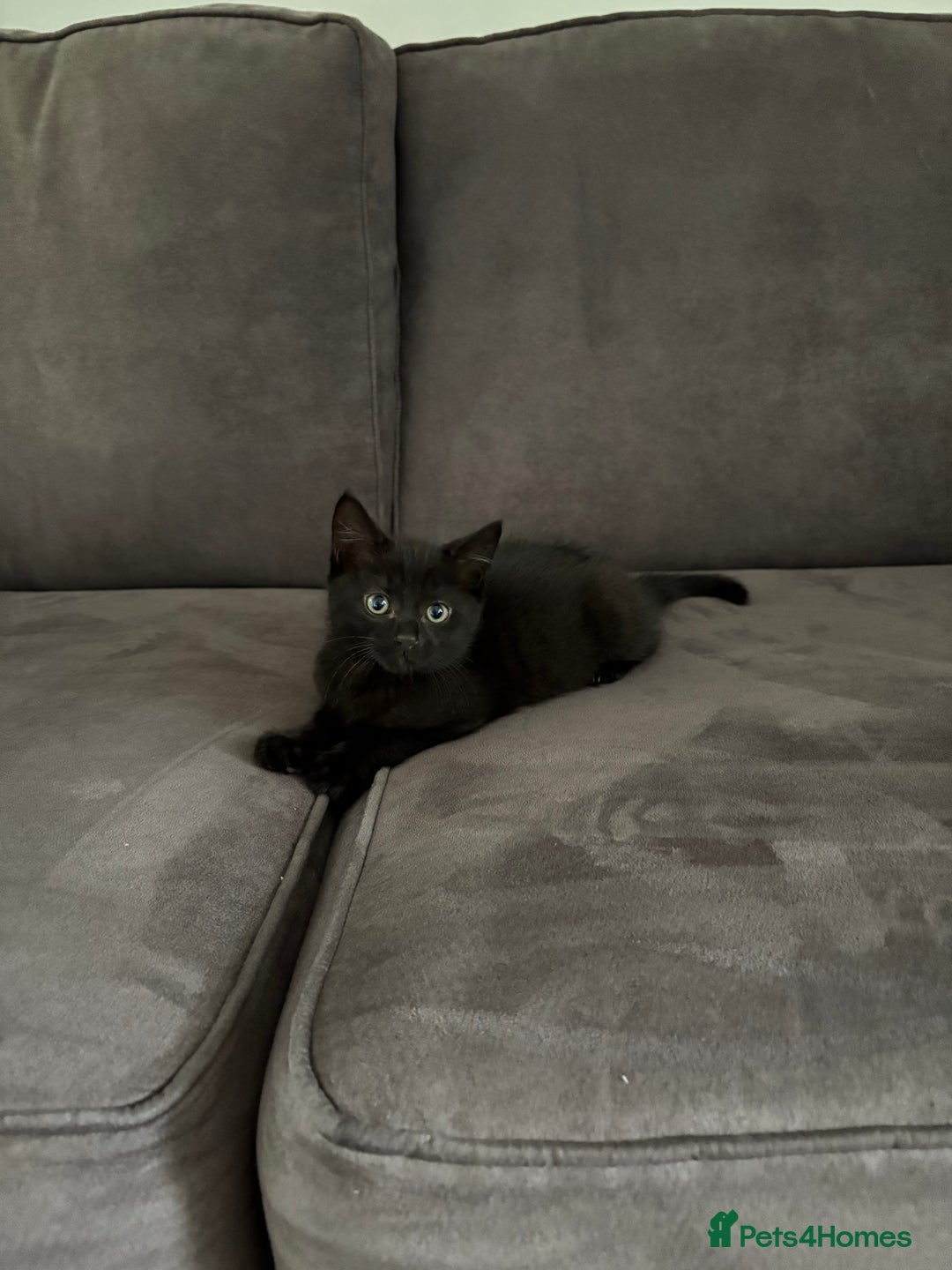 British Shorthair cats for sale: 🐾 Adorable Baby Kittens for Sale! 🐾 - Image 1