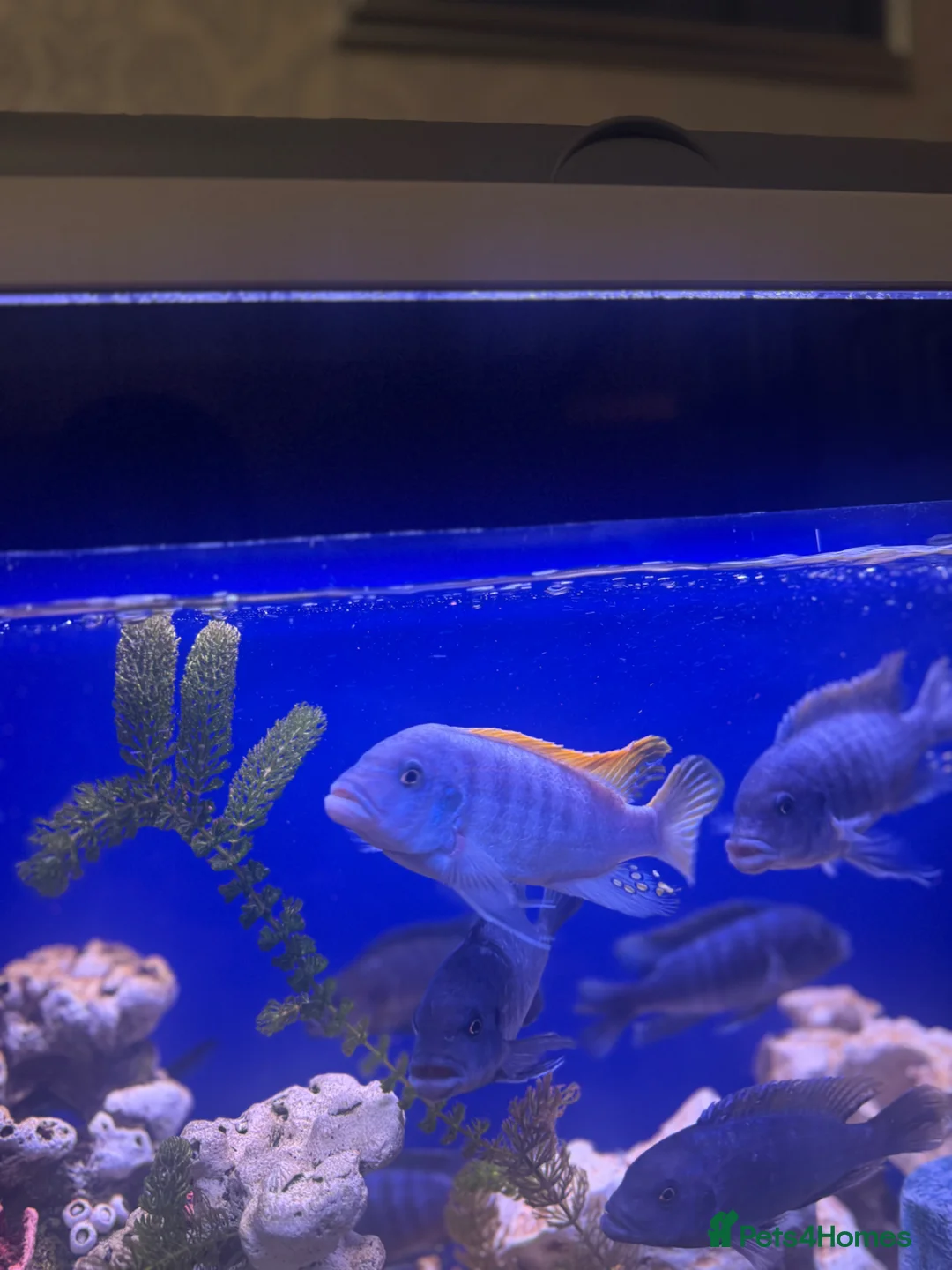 Cichlids fish for sale: 10 Malawi cichlids  - Advert 2
