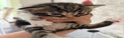 Mixed Breed cats for sale: 5 kittens reserved - Advert 7