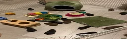 Hamster rodents for sale: Syrian Hamster Pups Babies Black Brown  - Advert 20