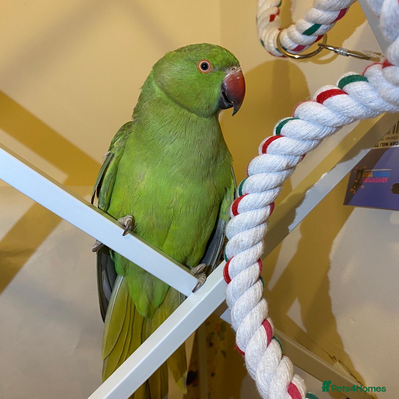 Parrots birds Indian ringnick parrot for sale  - Advert 4