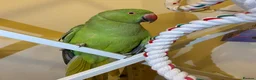 Parrots birds for sale: Indian ringnick parrot for sale  - Advert 1