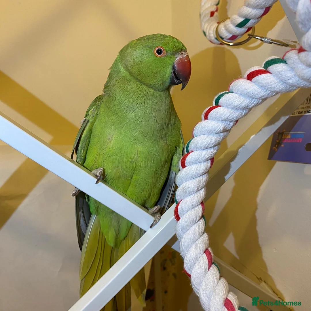 Parrots birds for sale: Indian ringnick parrot for sale  - Advert 1