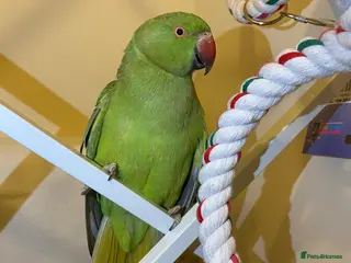 Parrots birds Indian ringnick parrot for sale - Advert 3