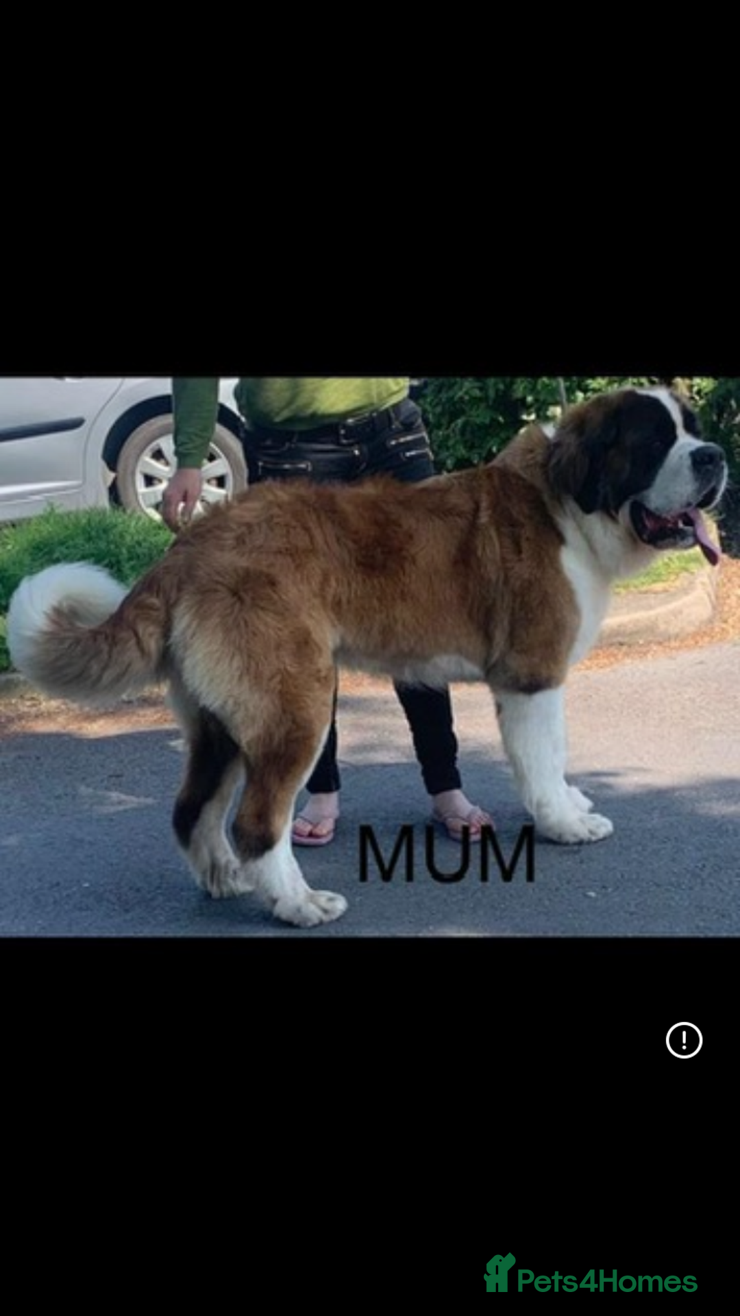 Saint Bernard dogs for sale: Saint B from HIP & ELBOW tested parents - Advert 9