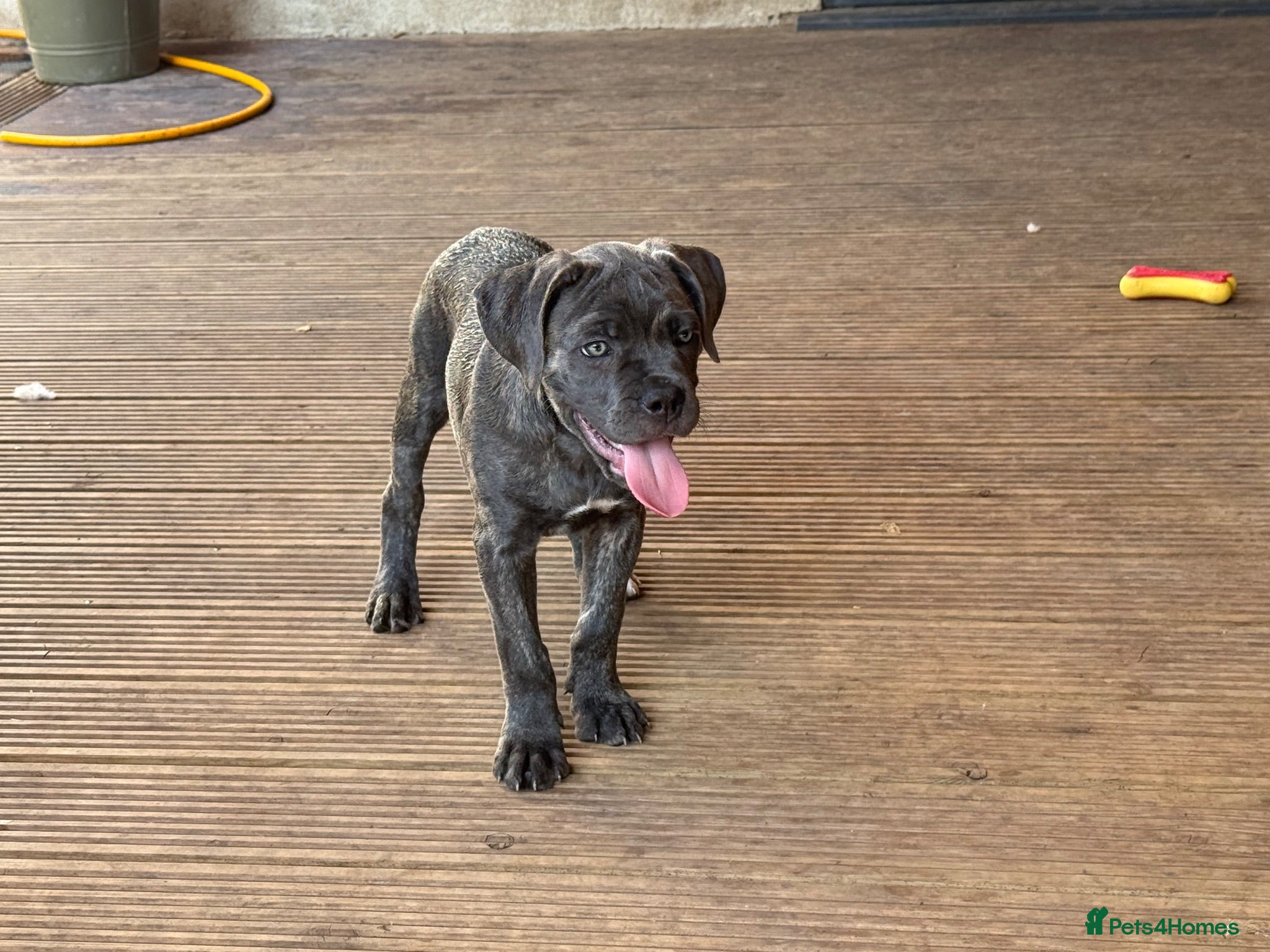Cane Corso dogs Last 3 left looking for their forever 🏡!🥰 - Advert 1