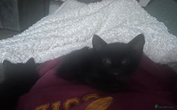 British Shorthair cats for sale: 3 black male kittens - Image 3