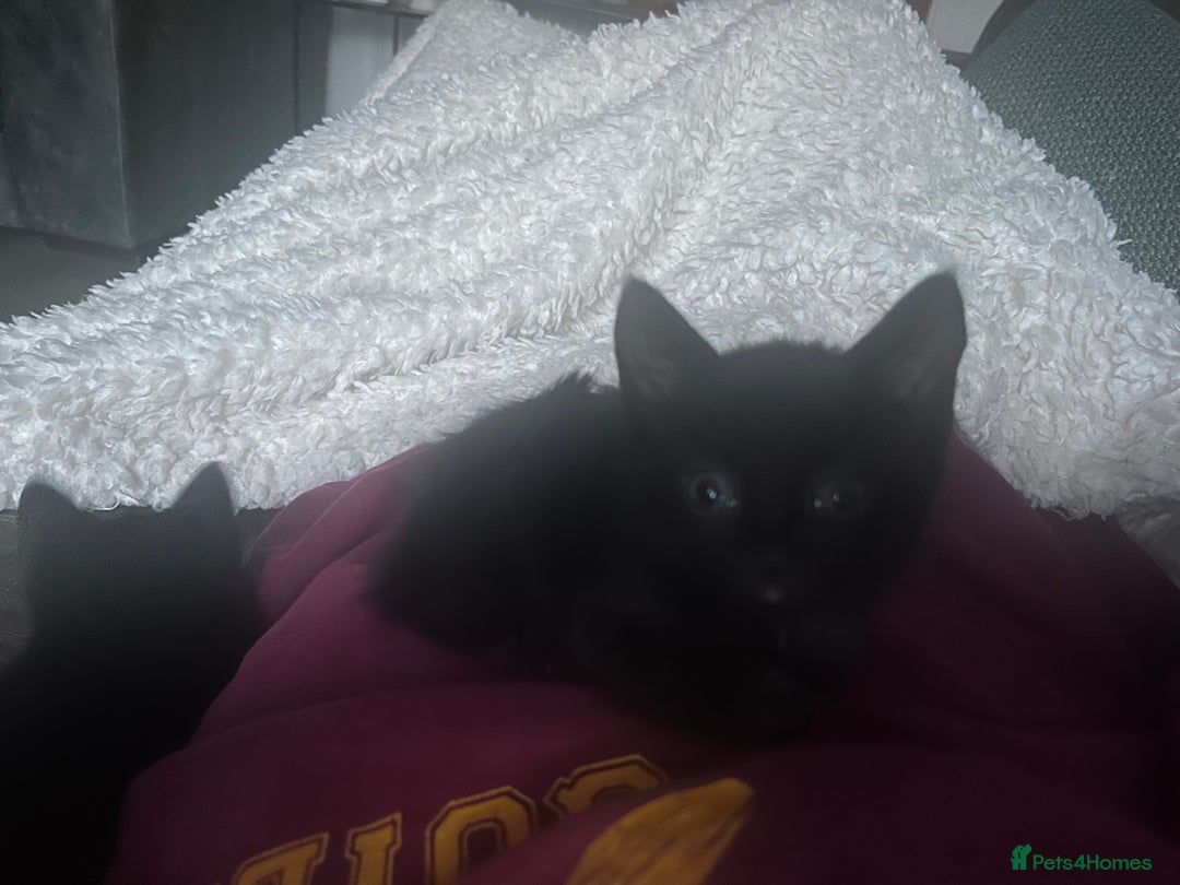 British Shorthair cats for sale: 3 black male kittens - Image 3