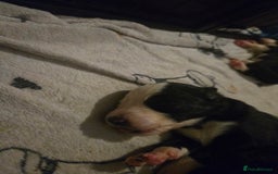 Border Collie dogs for sale: bored collie puppies  - Image 16