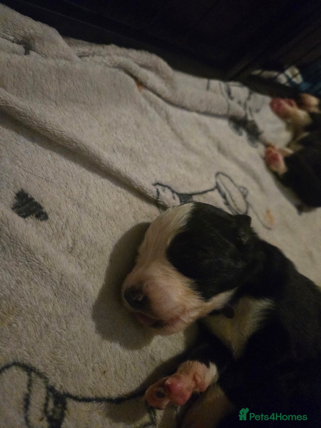 Border Collie dogs for sale: bored collie puppies  - Image 16